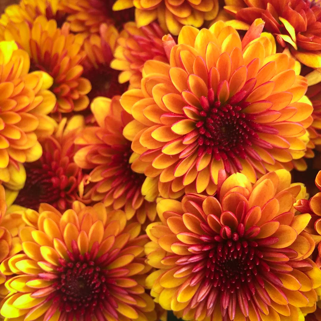 fond de chrysantheme orange