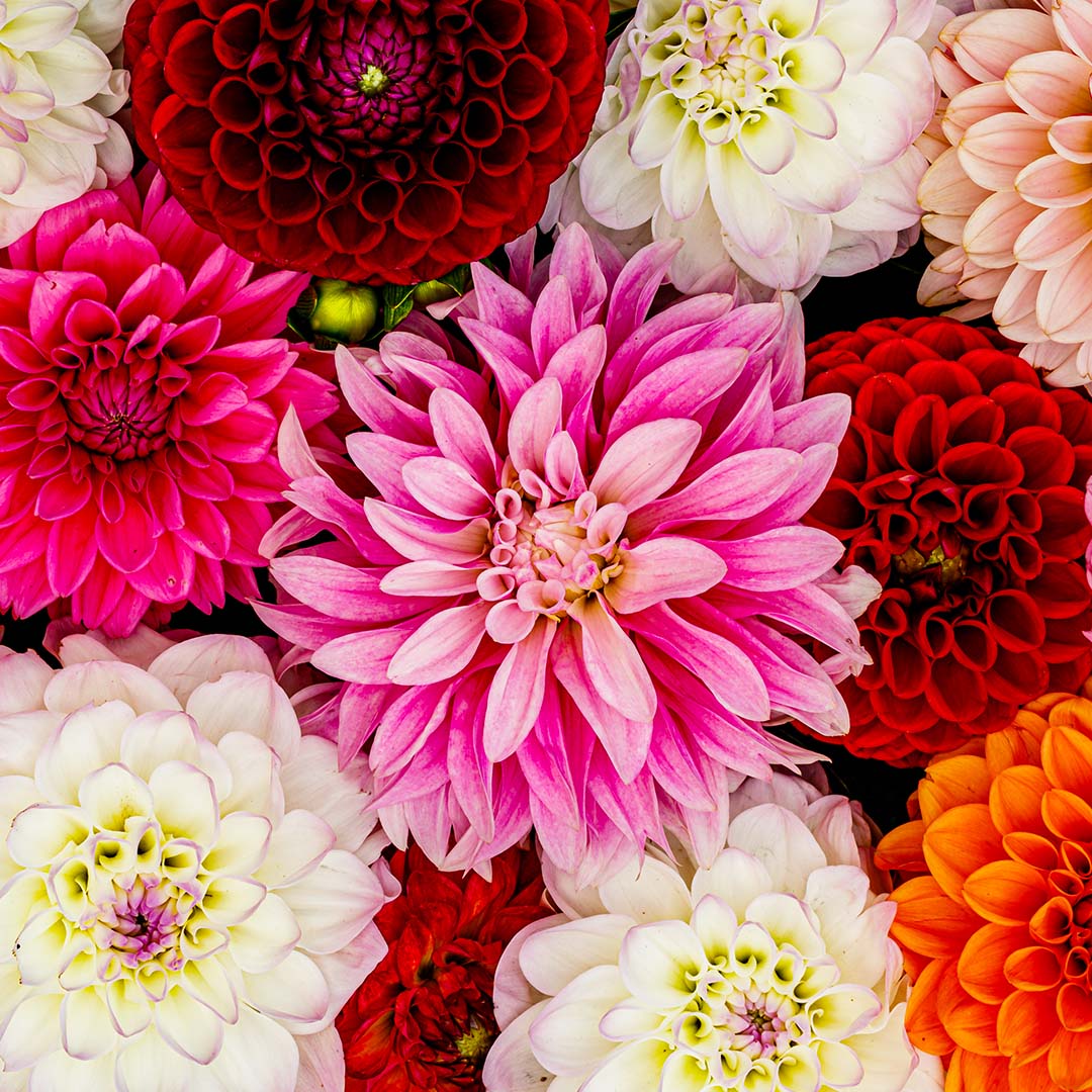 fond de dahlia multicolore